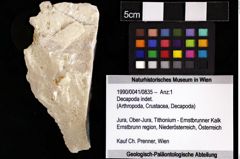 Foto (Objket + Etiketten) von Decapoda indet. 